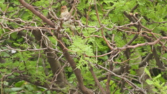 Myiophobus fasciatus