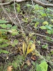 Veratrum parviflorum