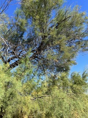 Tamarix gallica