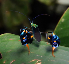 Diactor bilineatus