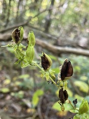 Veratrum parviflorum