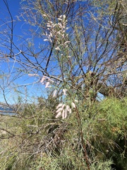 Tamarix gallica