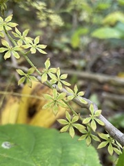 Veratrum parviflorum