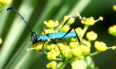 Hypocrites scabriusculus