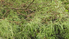 Tyrannidae