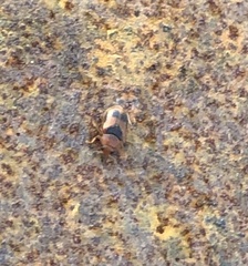 Coccidula scutellata