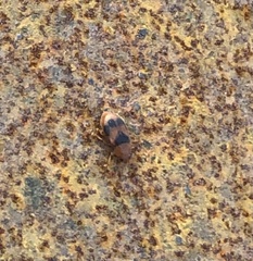 Coccidula scutellata