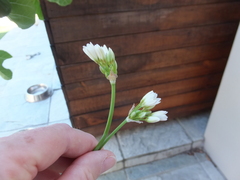 Nothoscordum gracile