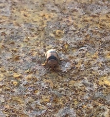 Coccidula scutellata