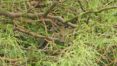 Tyrannidae