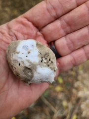 Reticularia lycoperdon