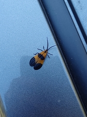 Calopteron reticulatum