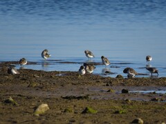 Calidris minutilla
