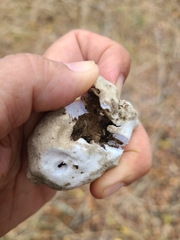 Reticularia lycoperdon