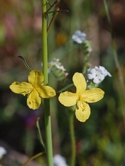 Eulobus californicus