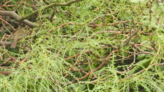 Tyrannidae