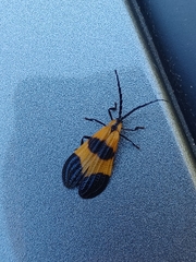 Calopteron reticulatum