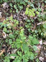 Angelica triquinata