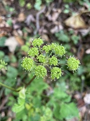 Angelica triquinata