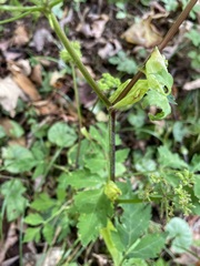 Angelica triquinata