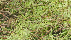 Tyrannidae