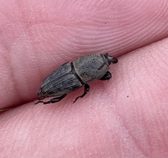 Sphenophorus coesifrons