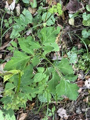 Angelica triquinata