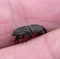 Sphenophorus coesifrons