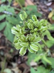 Angelica triquinata