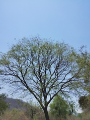 Tipuana tipu