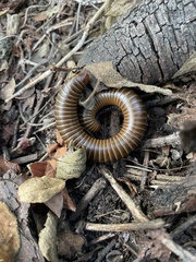 Anadenobolus monilicornis