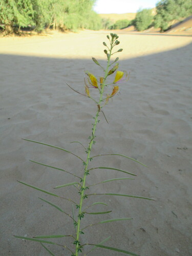 Kersia foliosa image