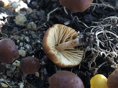 Conocybe