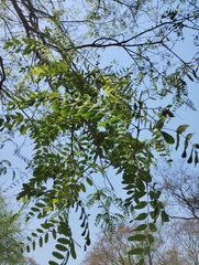 Tipuana tipu