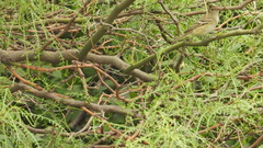 Elaenia
