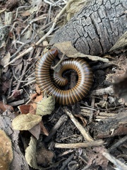 Anadenobolus monilicornis