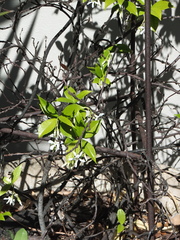 Jasminum multipartitum