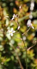 Cyanella hyacinthoides