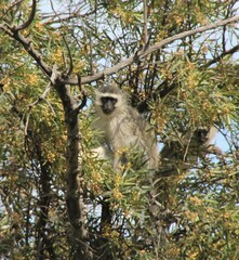 Chlorocebus pygerythrus pygerythrus