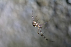 Araneae