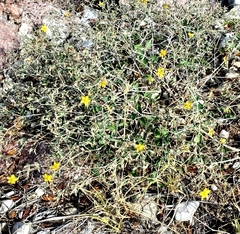 Mentzelia oligosperma
