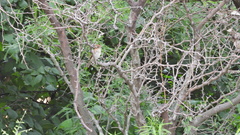 Myiophobus fasciatus