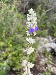 Salvia breviflora