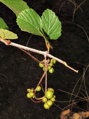 Rhoicissus tridentata