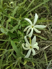 Jasminum fluminense