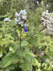 Salvia breviflora
