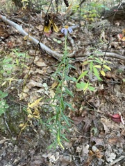 Ionactis linariifolia