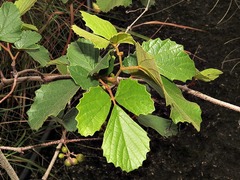 Rhoicissus tridentata