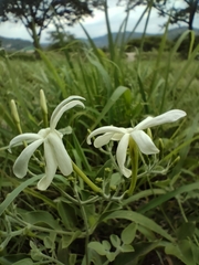 Jasminum fluminense