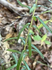 Ionactis linariifolia